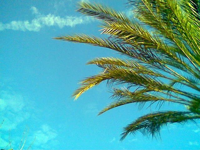 This is an image of the sky and a palm tree in Ladera Ranch, CA.