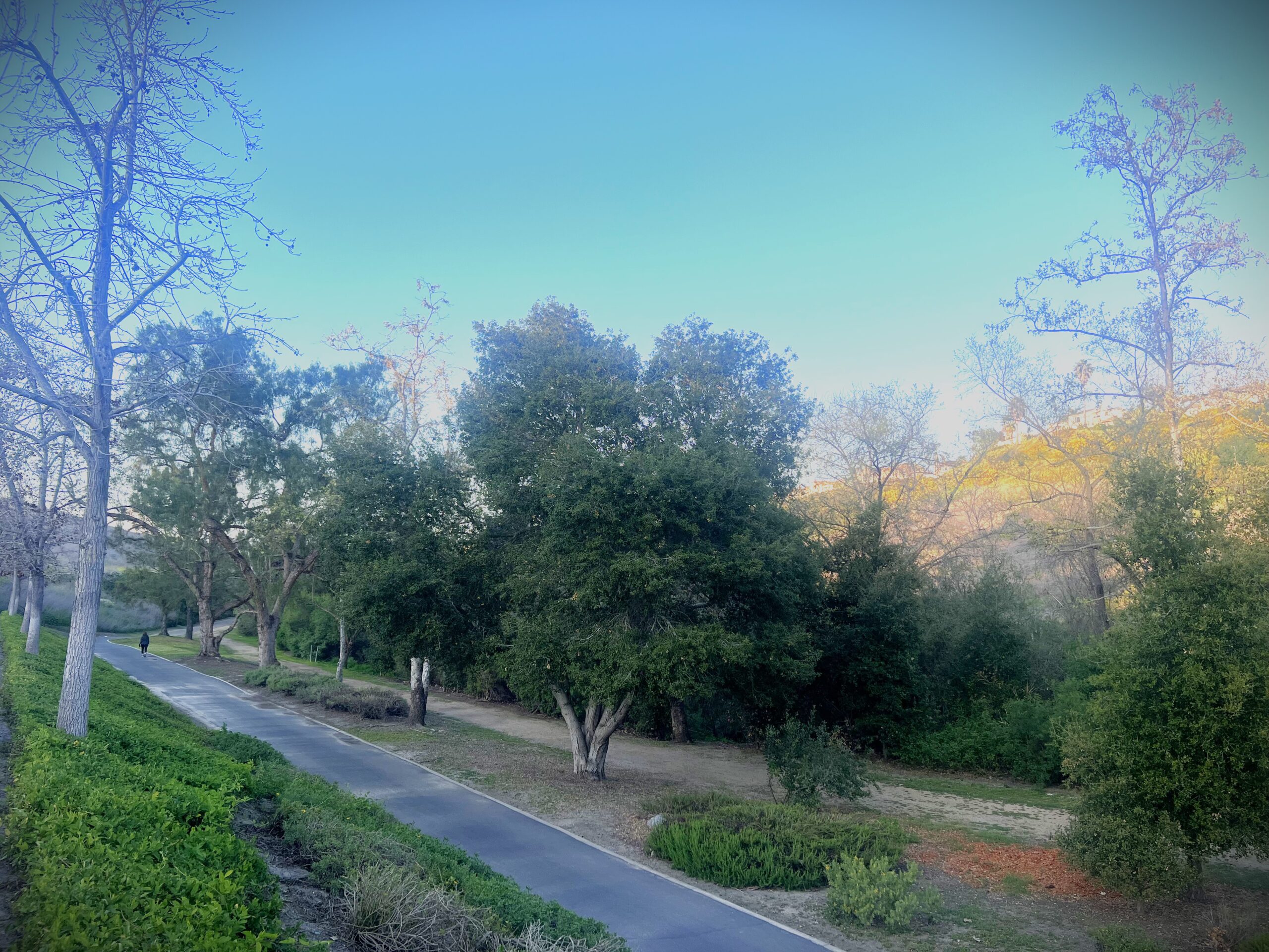 Trees in Laguna Niguel Park.
