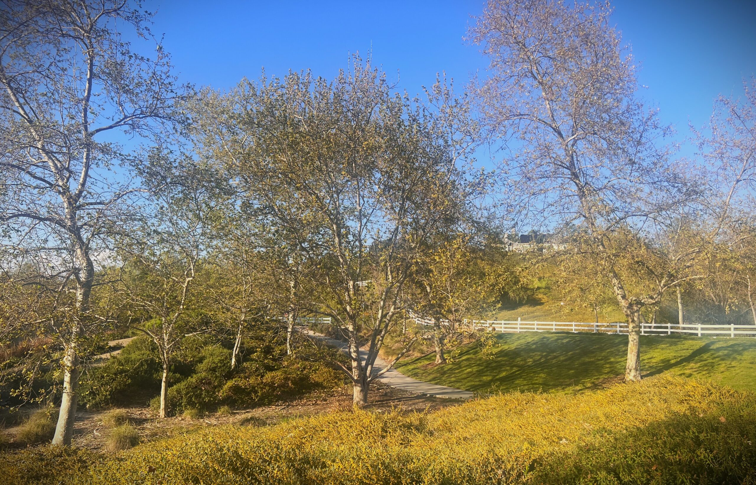 Coto de Caza hiking trails and trees