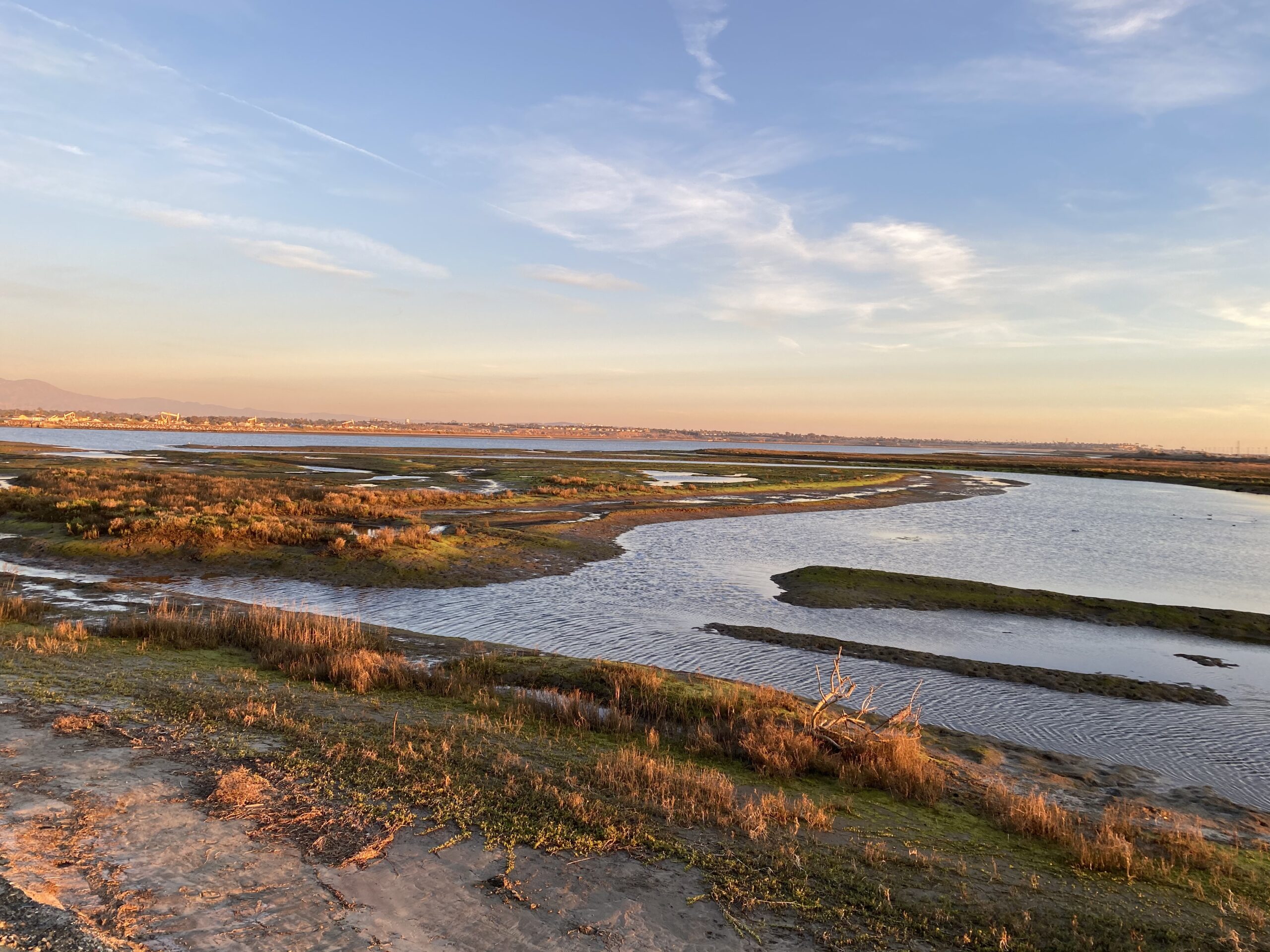 Water and shrubs during sunset at Bolsa Chica Preserve