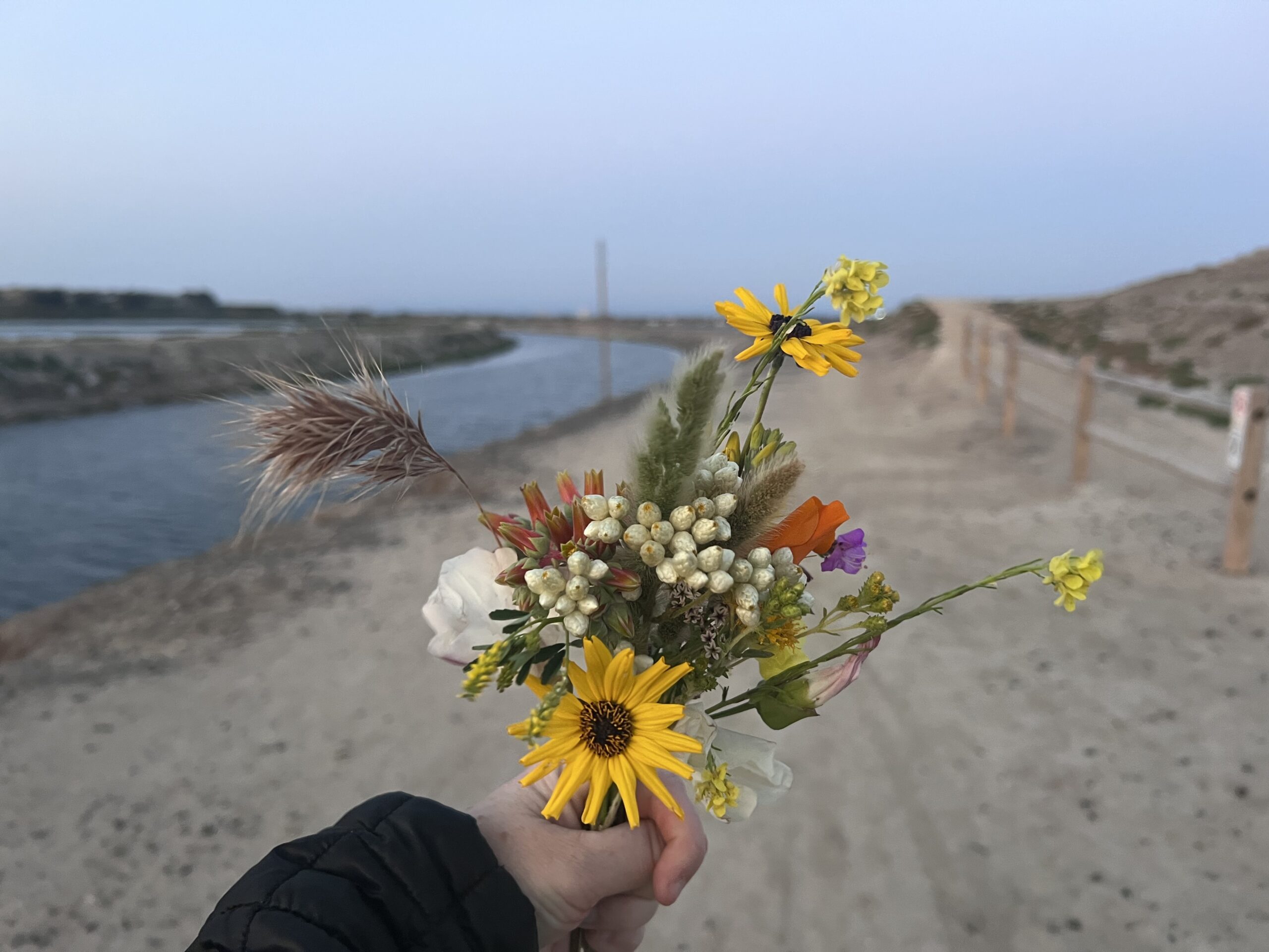 Trail with wildflowers at Bolsa Chica preserve