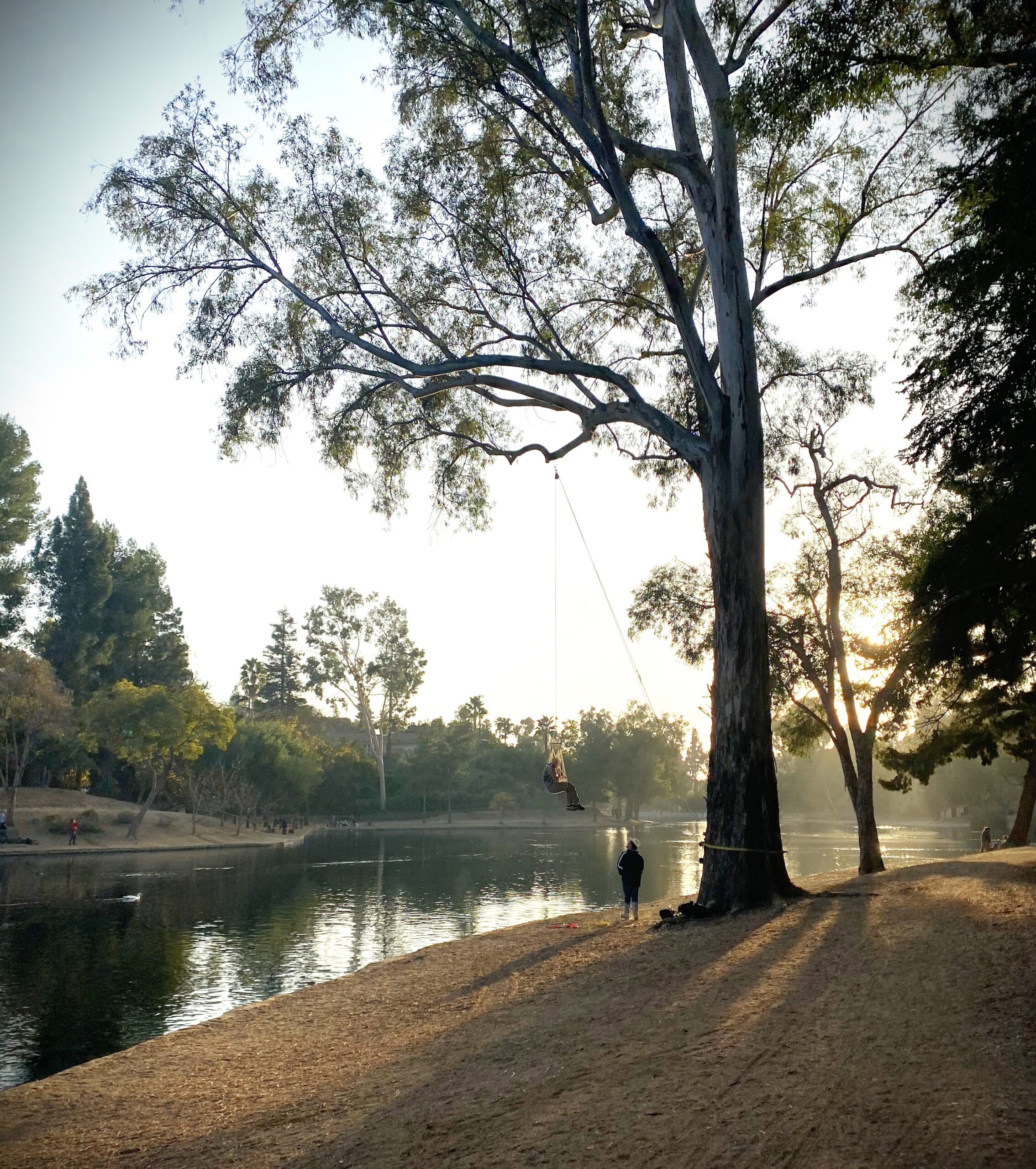 park in Fullerton with tree around lake