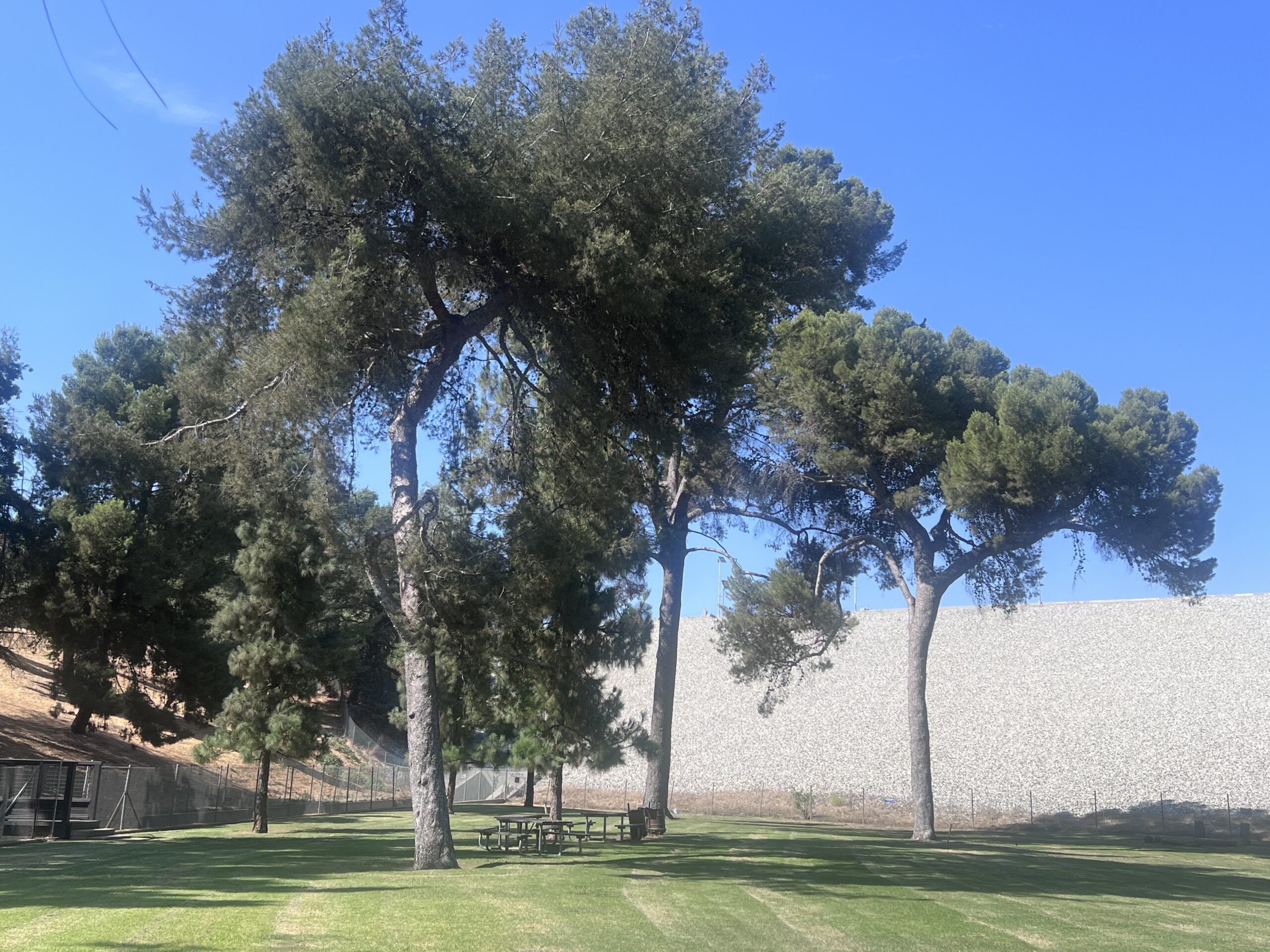 fullerton park with trees, grass and picnic benches