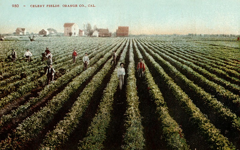 Colorized photo of farmworkers standing between rows
