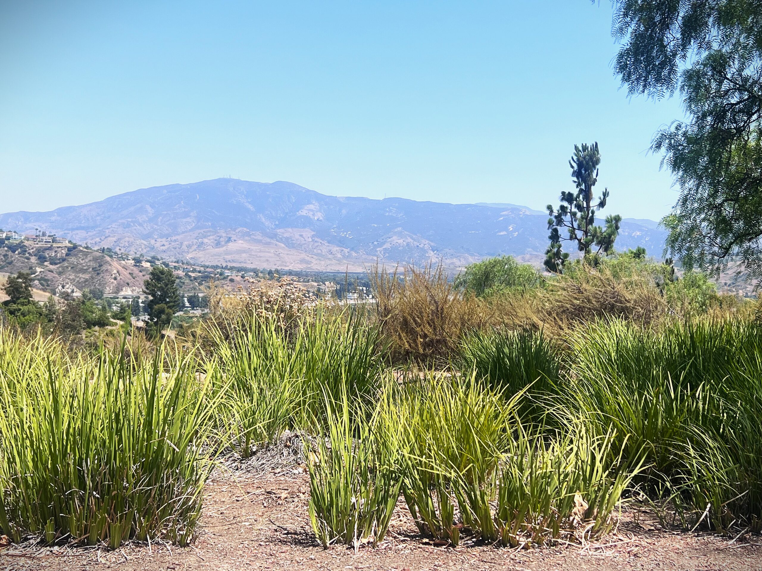 Plants in park in Yorba Linda with mountain views