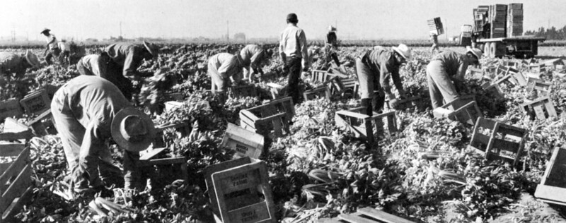 Farmers working in celery fields in Fountain Valley in 1959. Black and white image.