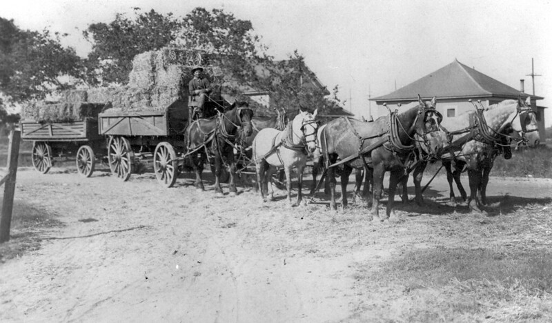 B&W Photo of Horses Hauling Hay on Dirt Road